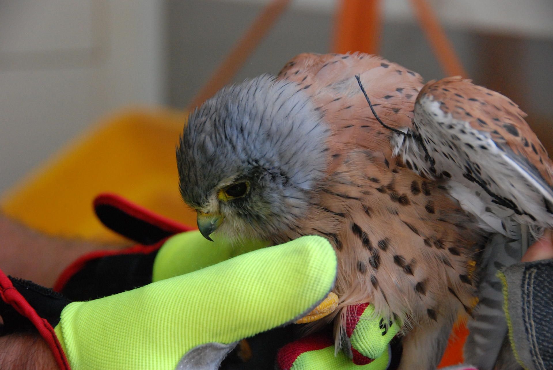Der Turmfalke nach seiner vorläufigen Rettung.