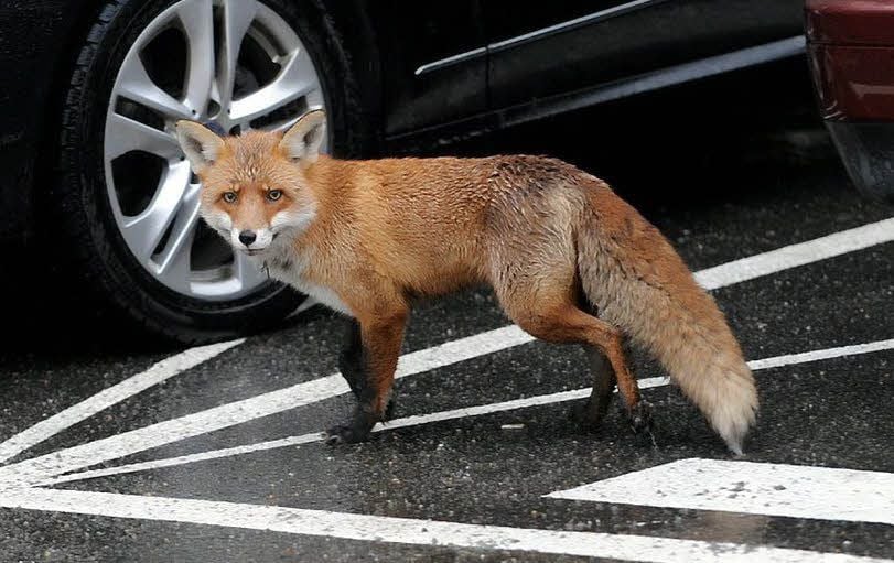 Ein Fuchs steht neben einem Auto auf einem Parkplatz.