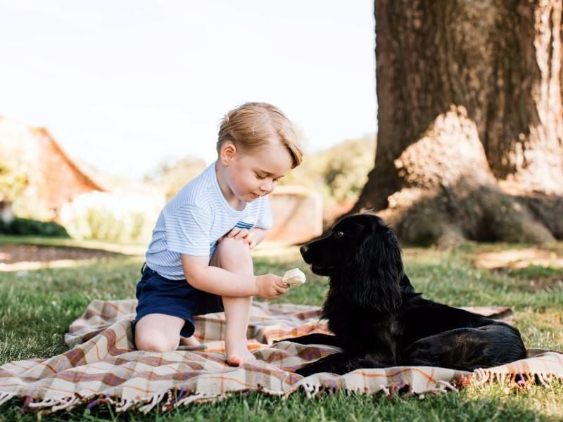 Prinz George füttert den Familienhund Lupo. Foto: Matt Porteous/Press Association