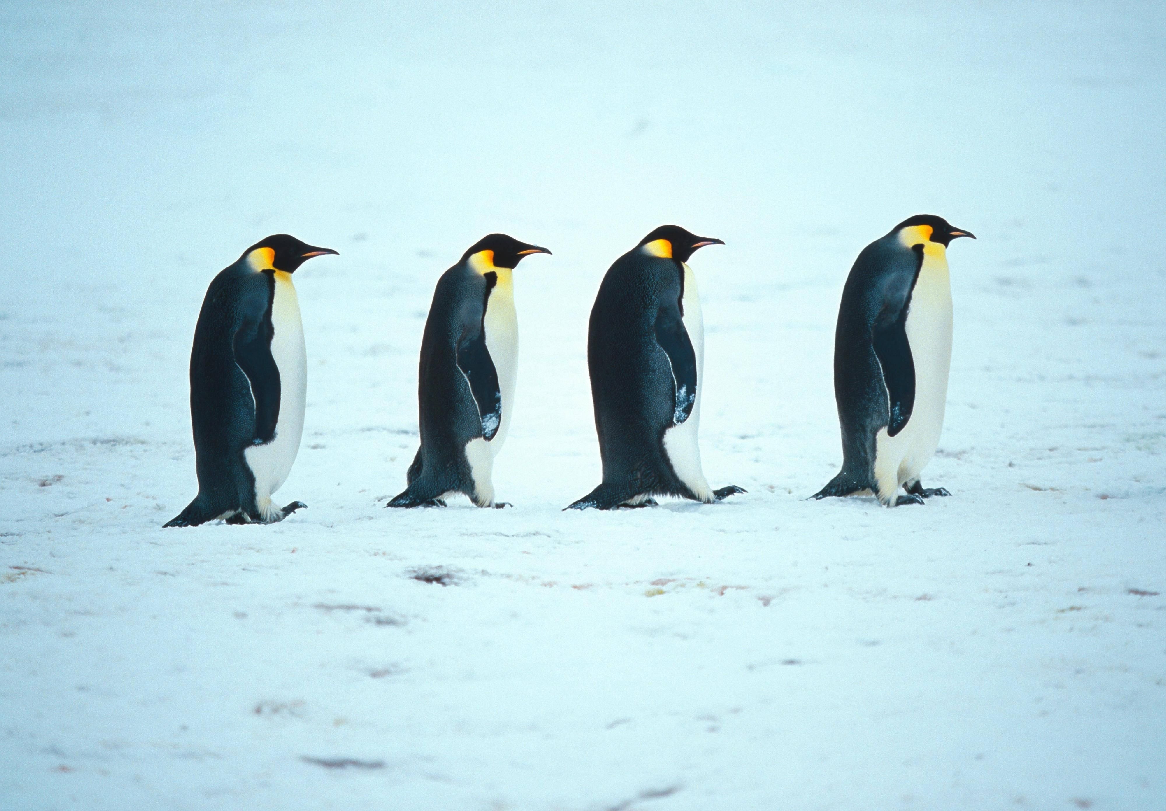 Die Pinguin-Haltung sieht vielleicht etwas merkwürdig aus, stabilisiert aber den Körper.
