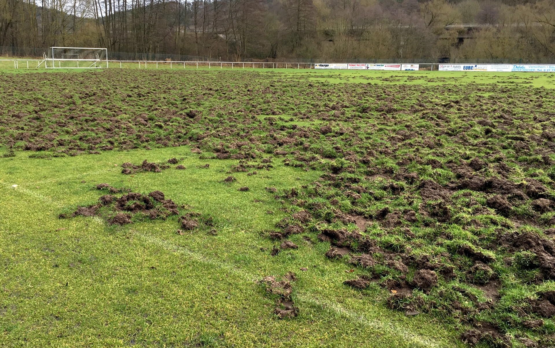 Ein Bild der Zerstörung: Wildschweine haben den Rasen des SSC Juno Burg komplett verwüstet.
