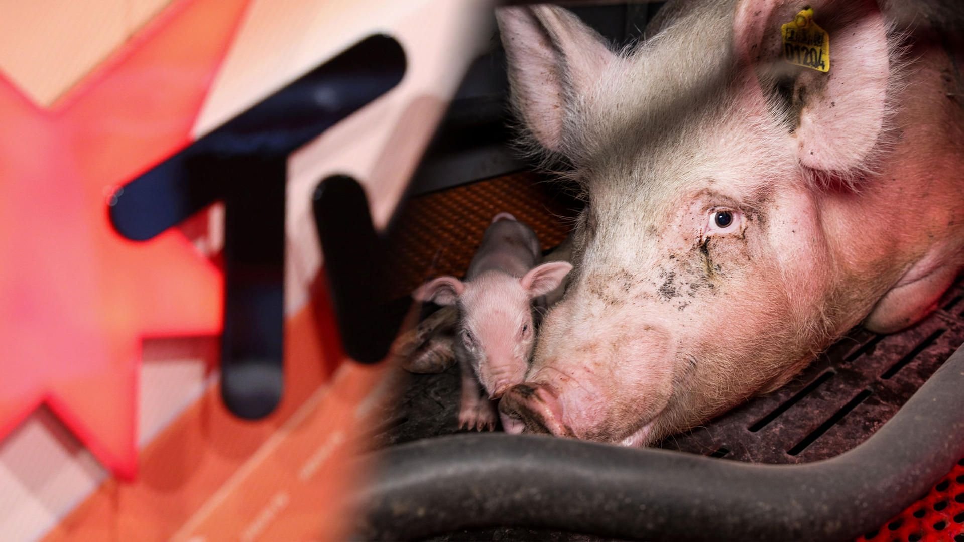 Stern TV zeigt aktuelle Bilder zum Schweinehochhaus in Maasdorf.