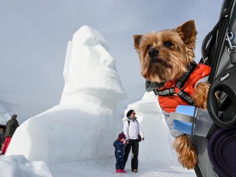 Yorkshire Terrier Joey schaut sich um beim dritten Schwarzwälder Schneeskulpturen-Festival. Foto: Felix Kästle