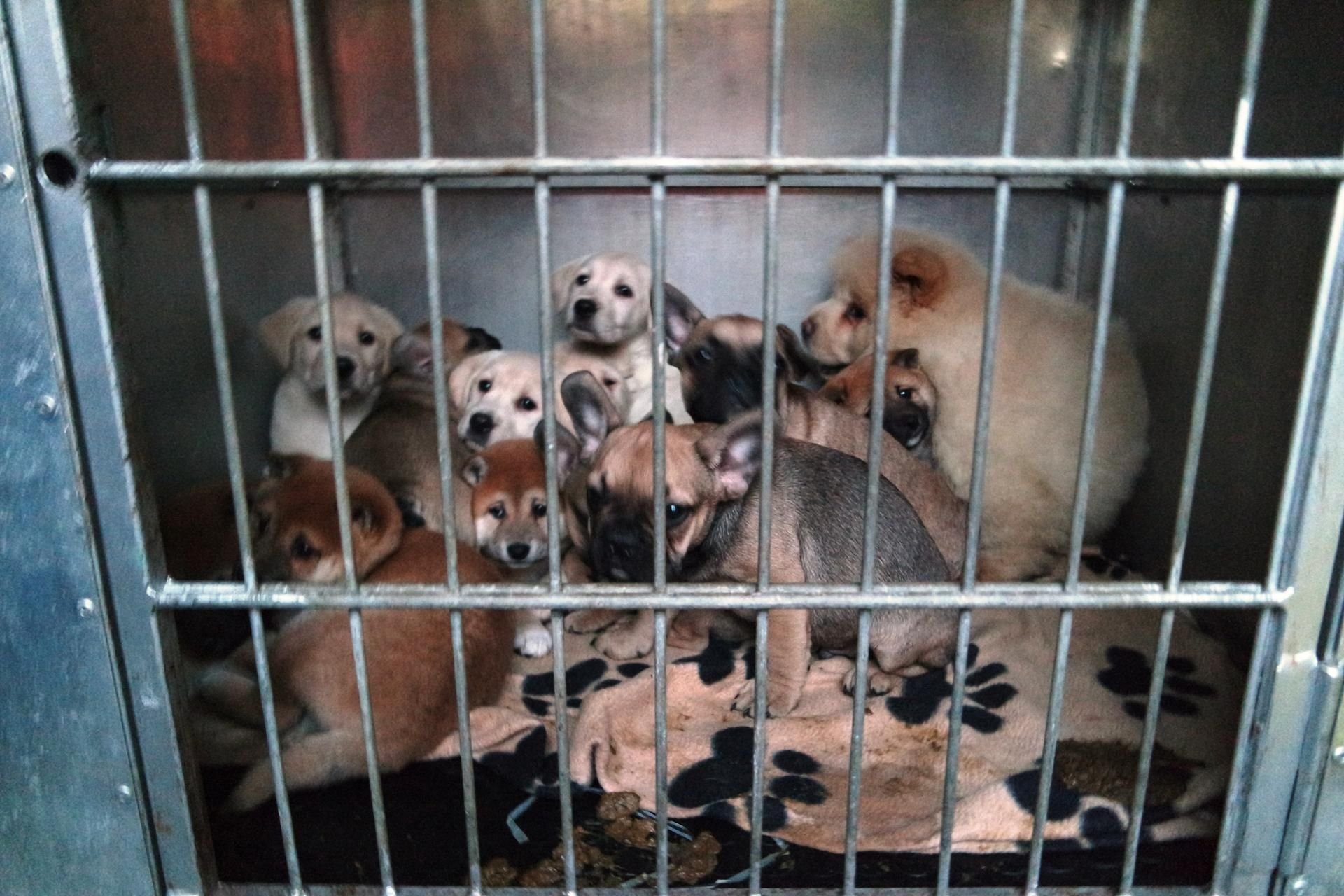 Gerettete Welpen in einer Transportkiste im Tierheim Nürnberg.