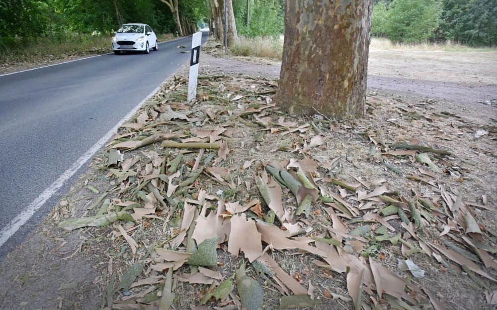 Die Platanen an der Straße von Raguhn nach Jeßnitz sehen teilweise wie geschält aus. Die Rinde liegt unter den Bäumen und auf der Straße.