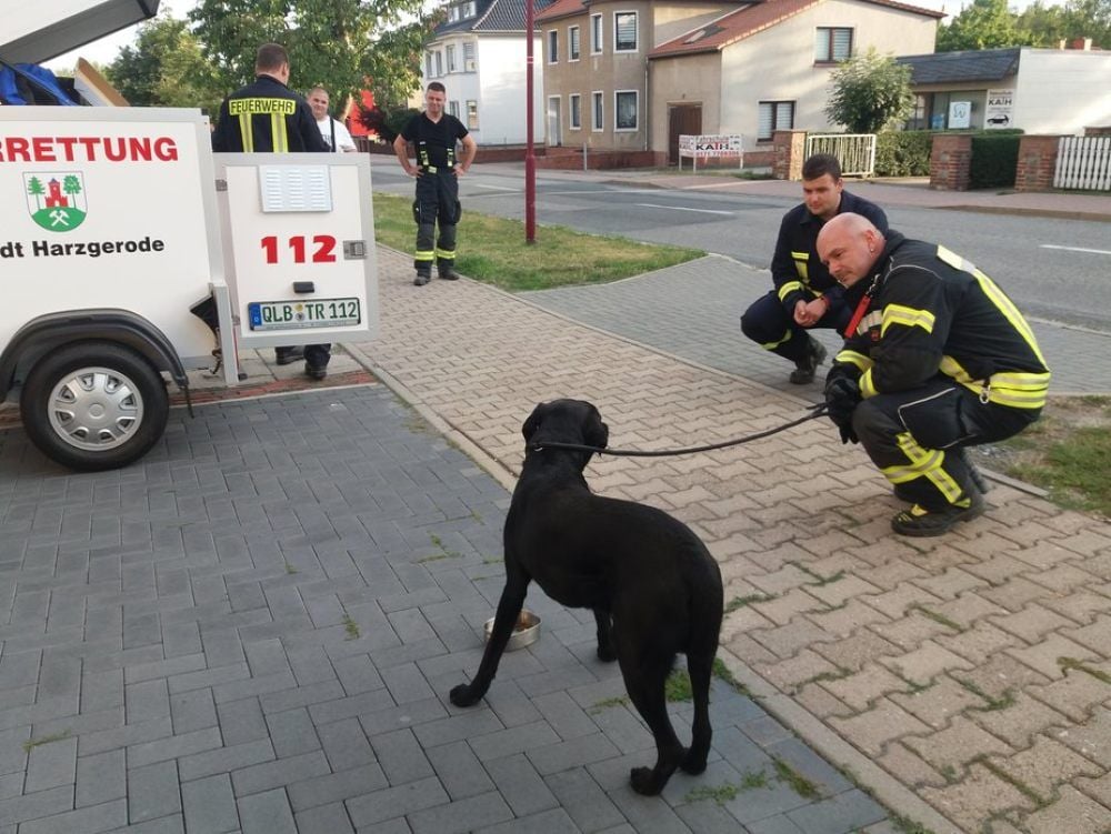 Der Labrador wurde in der Mägdesprunger Straße in Harzgerode gefunden und im Anhänger in die Auffangstation gebracht.