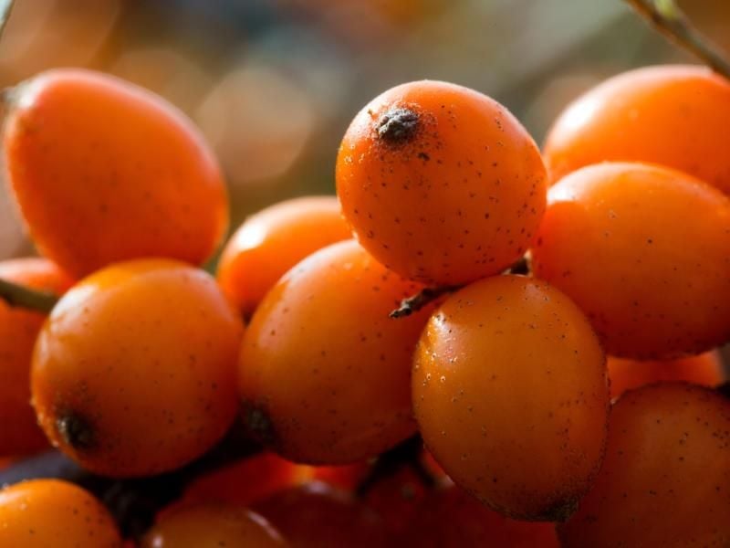 Wenn die Sanddorn-Beeren im Herbst reif werden, können sie zu Saft verarbeitet werden. Dieser schmeckt mit einem Schuss Apfelsaft etwas milder. Foto: Jens Büttner