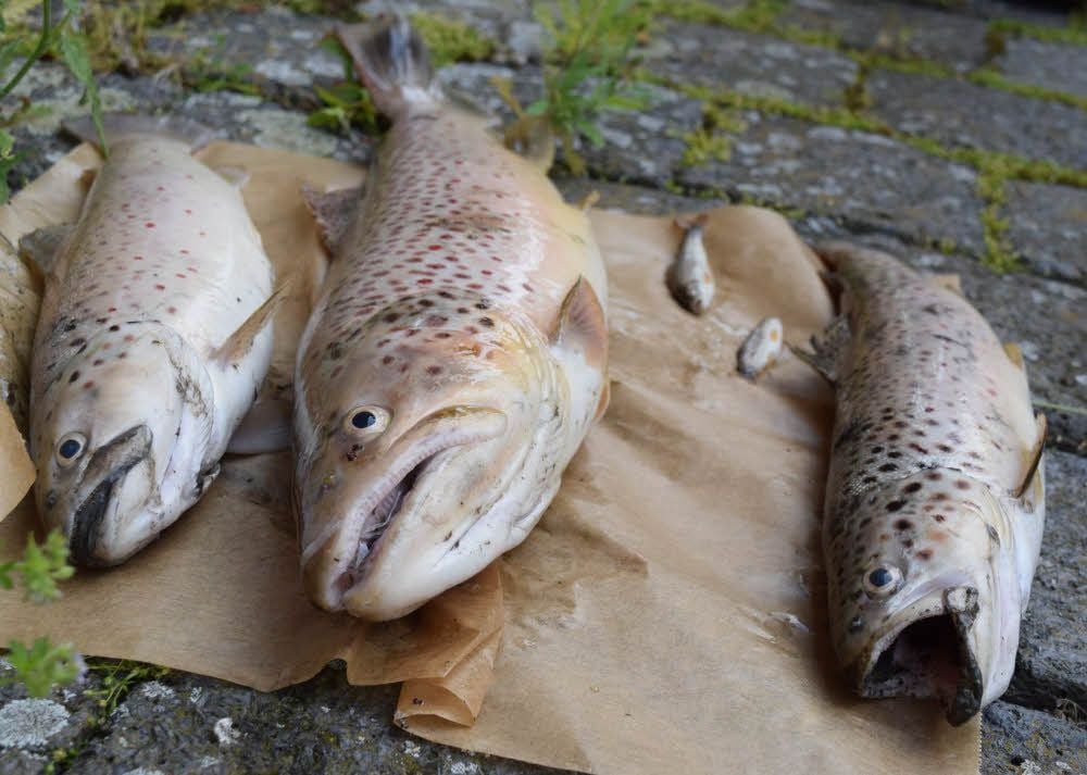 In der Rohne sind Fische aufgrund einer Güllehavarie verendet.