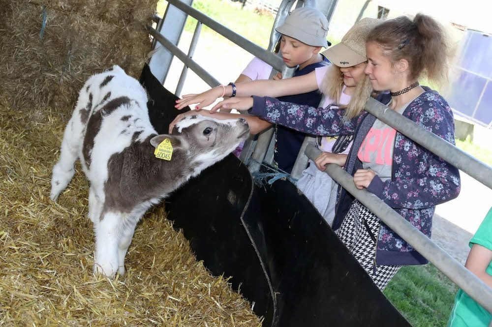 Christian, Lyn und Jule (v.l.) sind entzückt von dem Kälbchen.