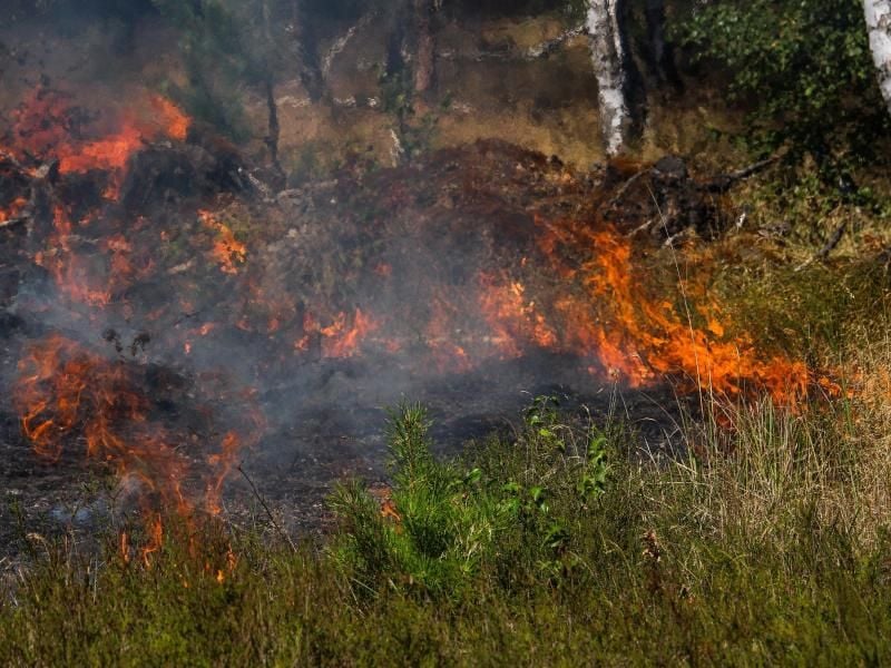 Bei brennender Hitze ist die Gefahr eines Waldbrandes groß. Wer eine private Haftpflichtversicherung abgeschlossen hat, erhält im Ernstfall Hilfe. Foto: Julian Stähle