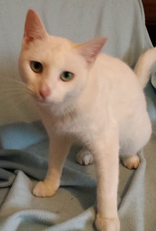 Diese weiße Katze sucht ein neues Zuhause.