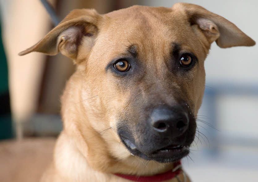 Wer nimmt einen Hund auf, wenn er im Stadtgebiet von Zahna-Elster aufgegriffen wird? Derzeit ist das ungewiss.