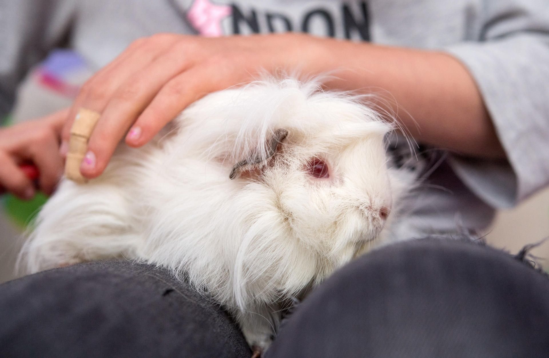 Meerschweinchen und Kaninchen sind eigentlich nicht als Streicheltiere geeignet.
