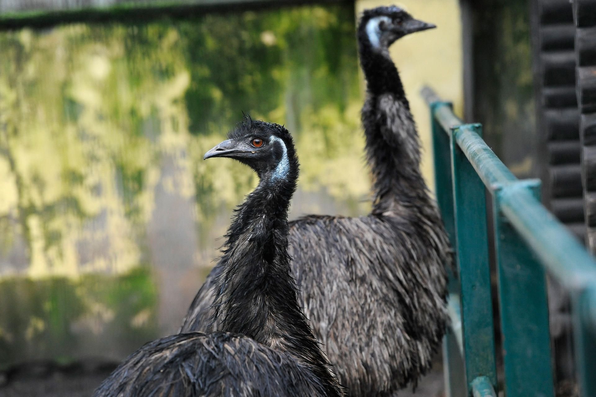 Die beiden Emus aus dem Tierpark in Köthen müssen getötet werden.