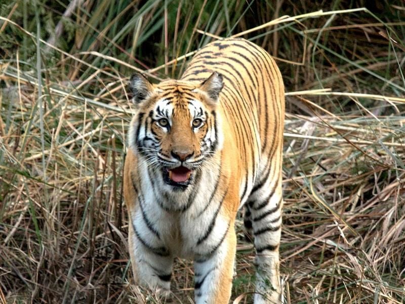 Tiger sind vom Aussterben bedroht, doch langsam nimmt ihre Zahl wieder zu. Doch der Erfolg im Artenschutz birgt auch Gefahren für den Menschen, warnen Naturschützer. Foto: Samit Jung Thapa/Hariyo Ban Program/WWF Nepal/dpa