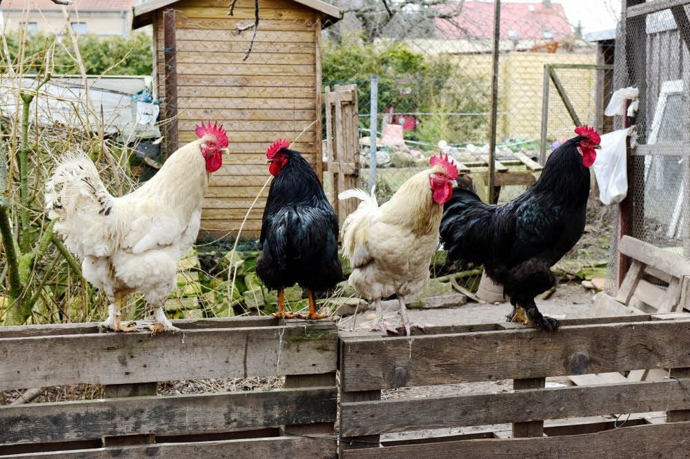 Die Familie besitzt auch viele andere Tiere, etwa Hühner.