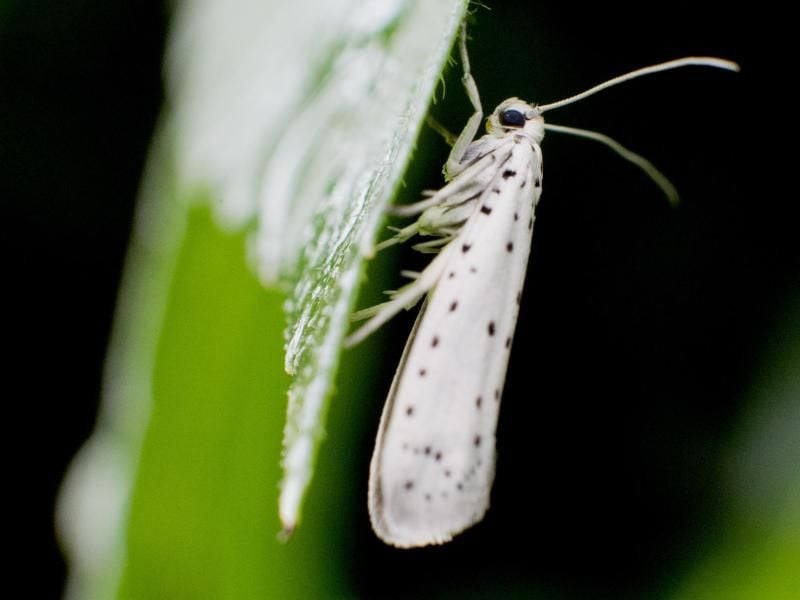 Die Apfelgespinstmotte ist ein etwa zwei Zentimeter großer Schmetterling mit weißen, schwarz-gepunkteten Vorderflügeln. Foto: Julian Stratenschulte/dpa/dpa-tmn
