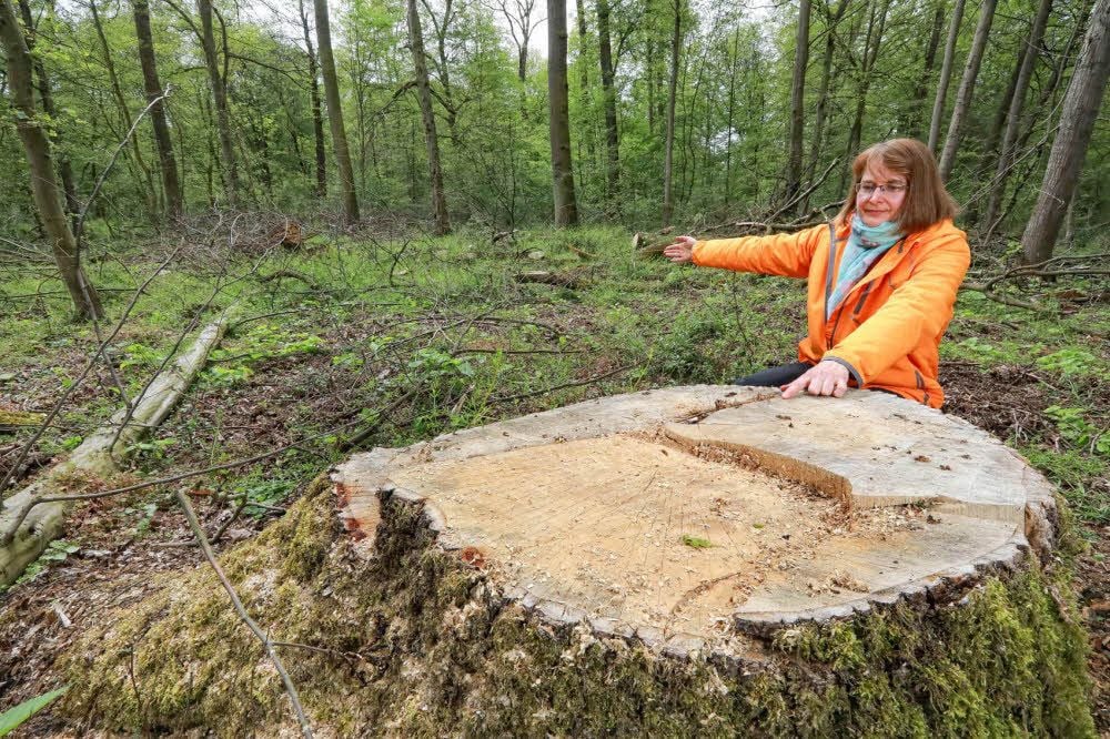 Birgit Rac an der Plankenlinie im Wald der Kulturstiftung Dessau-Wörlitz. Alte Bäume wurden dort gefällt. Rac hat Angst um den Wald.