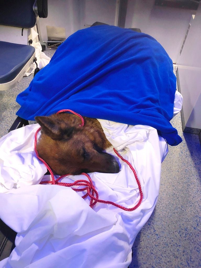 Schäferhündin Rapunzel ist nach fast einem halben Jahr in der Schweiz gefunden worden.