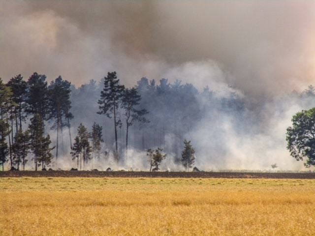 Ein Waldbrand bei Serno hält die Einsatzkräfte in Atem.