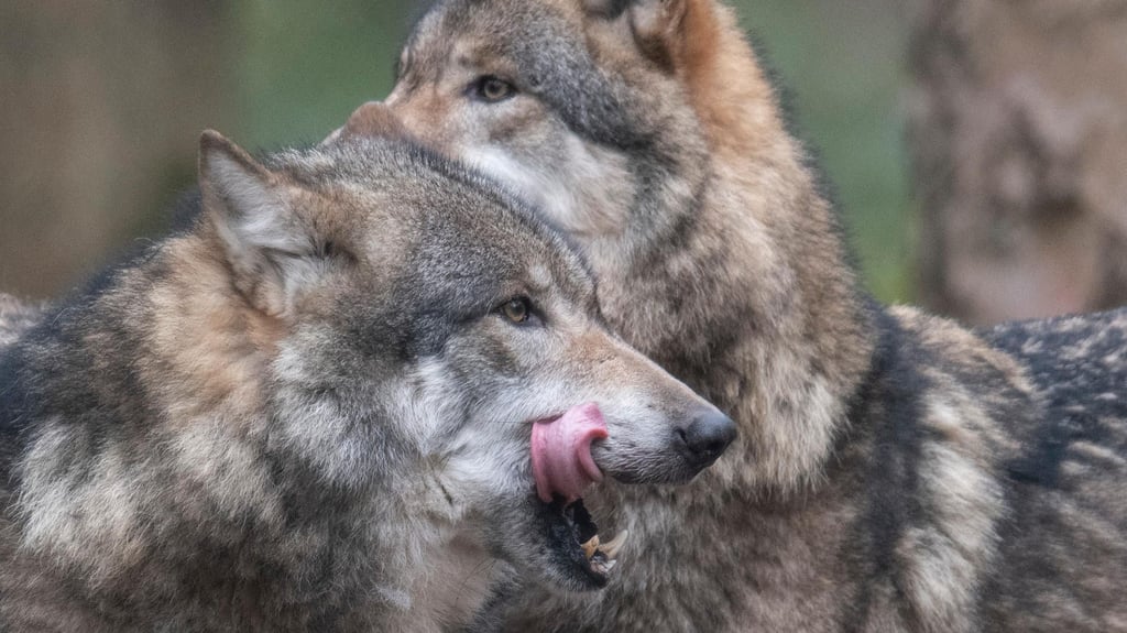 In Sachsen-Anhalt werden vermehrt Wölfe nachgewiesen. Das erste Paar wurde im Jahr 2008 in Altengrabow gesichtet. Symbolfoto:
