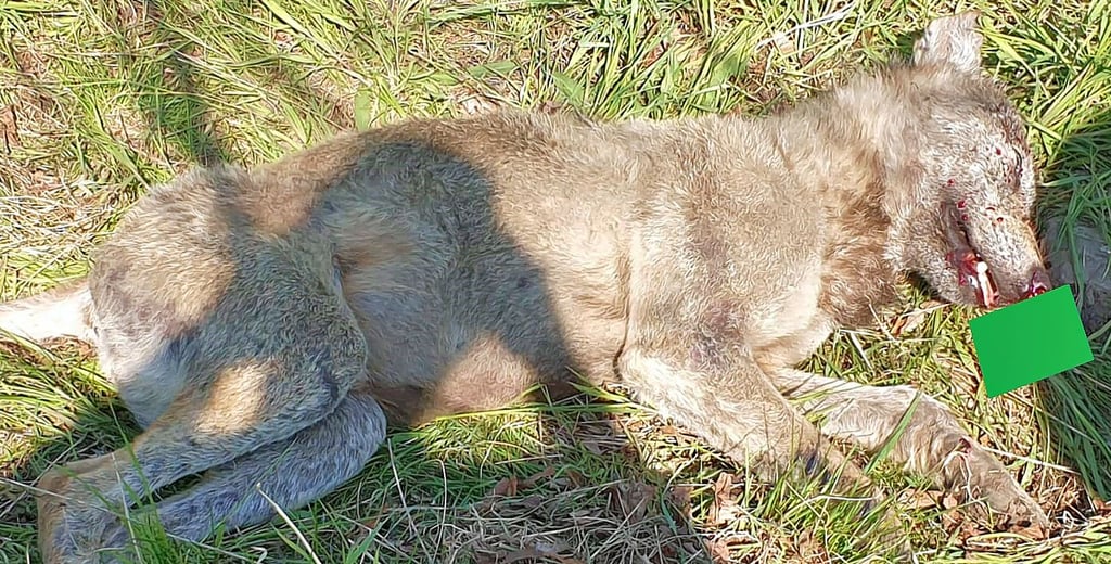 Dieser Wolf musste aufgrund seiner schweren Verletzungen am 28. April 2021 bei Wolmirstedt erschossen werden.