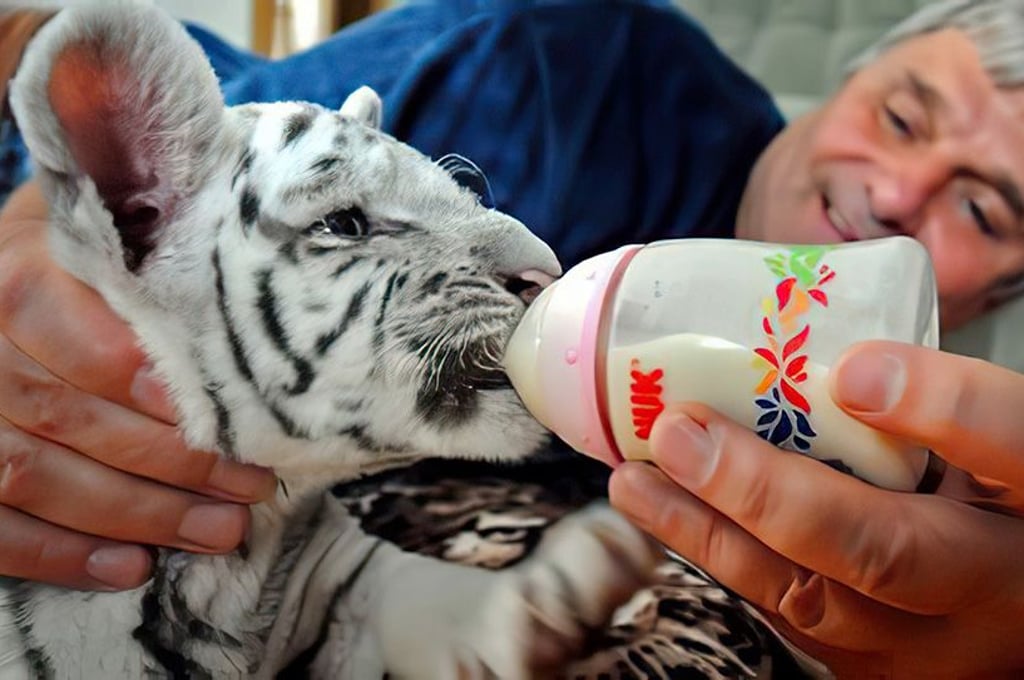 Der ehemalige Zooleiter Dietmar Reisky und seine Frau haben Kimmy, die erste weiße Tigerin, die im Ascherslebener Zoo geboren wurde, mit der Flasche großgezogen.
