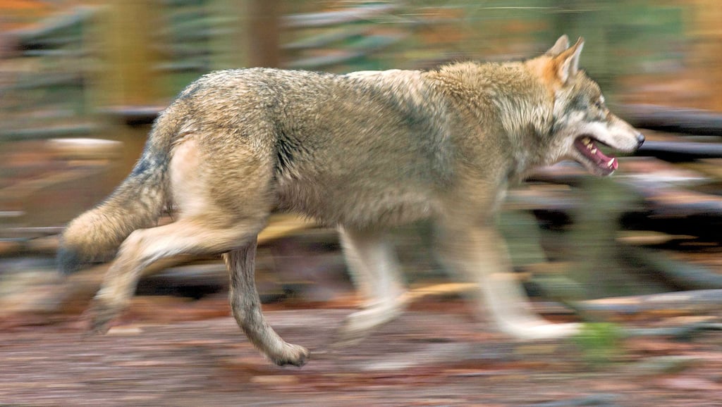 Von 1990 bis 2020 wurden in Sachsen-Anhalt insgesamt 43 Wölfe bei Unfällen getötet. Alleine im Landkreis Börde waren es mindestens 13 Tiere bis 1. Mai 2020. Hinzu kommen die Tiere die nach Unfällen getötet werden mussten.