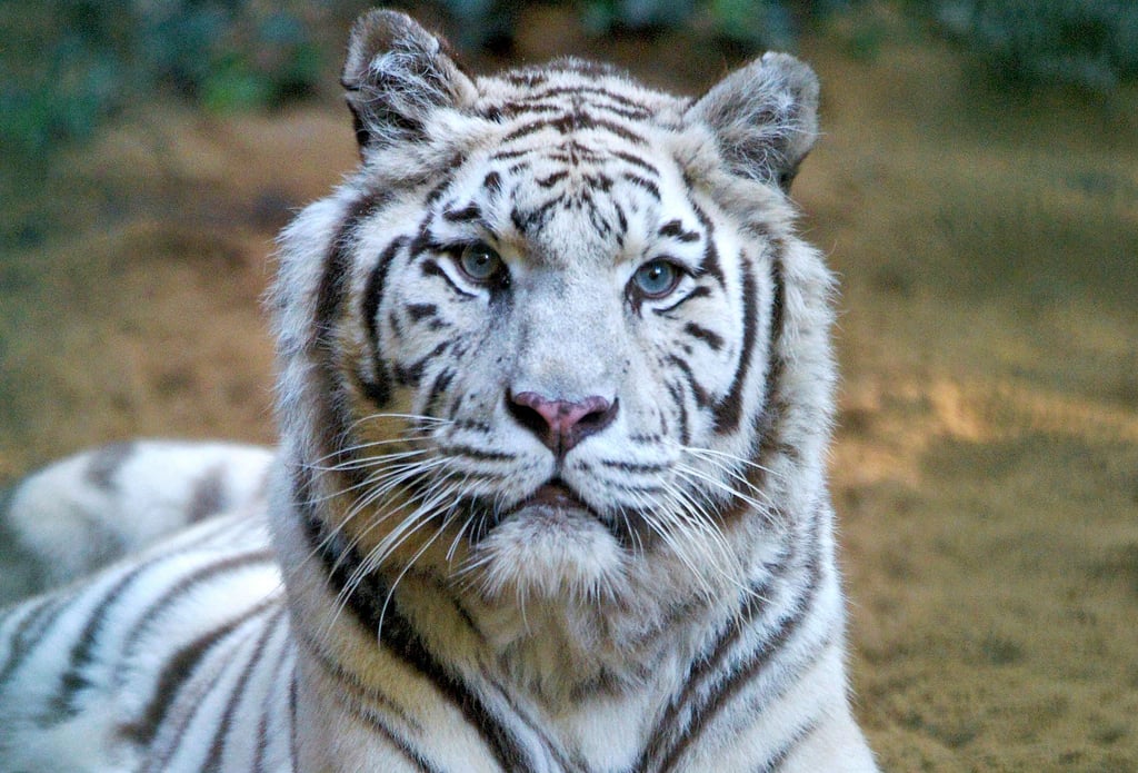 Kimmy, Besucherliebling des Zoos, wird den Ascherslebenern fehlen. Für sie war der Tod der weißen Tigerin ein Schock.