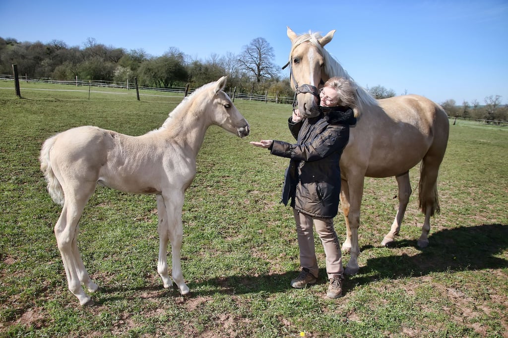 Alexandra Schatz mit der Isabelle-Stute Hispana  und ihren Hengstfohlen Legolas auf der Koppel.