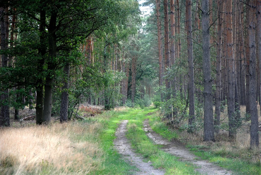 Der Verlängerung des Jeebener Kirschwegs durch den Wald in Richtung Hohentramm-Poppauer Weg würden viele Einwohner der betroffenen Ortschaften und Jäger bei einem geförderten Ausbau den Vorzug geben.