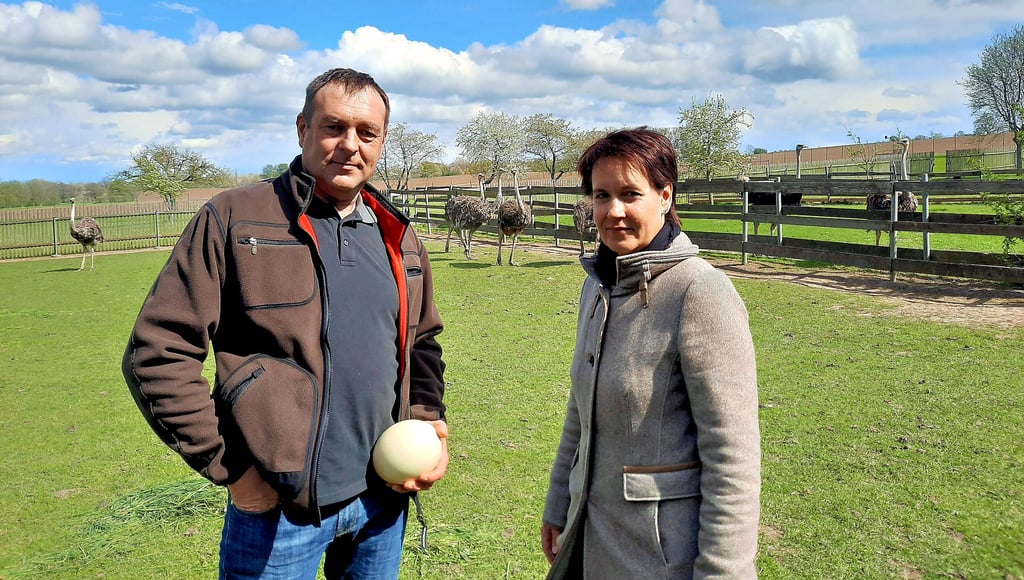 Anett und Mario Lehnert halten auf ihrem Bauernhof in Oberschwöditz Straußen. Die Legesaison hat vor wenigen Wochen begonnen.