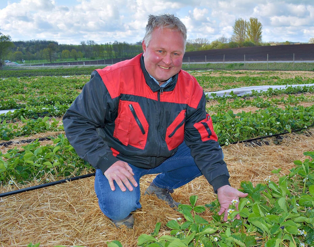 Martin Beck auf dem Erdbeerfeld an der Werschener Kreuzung