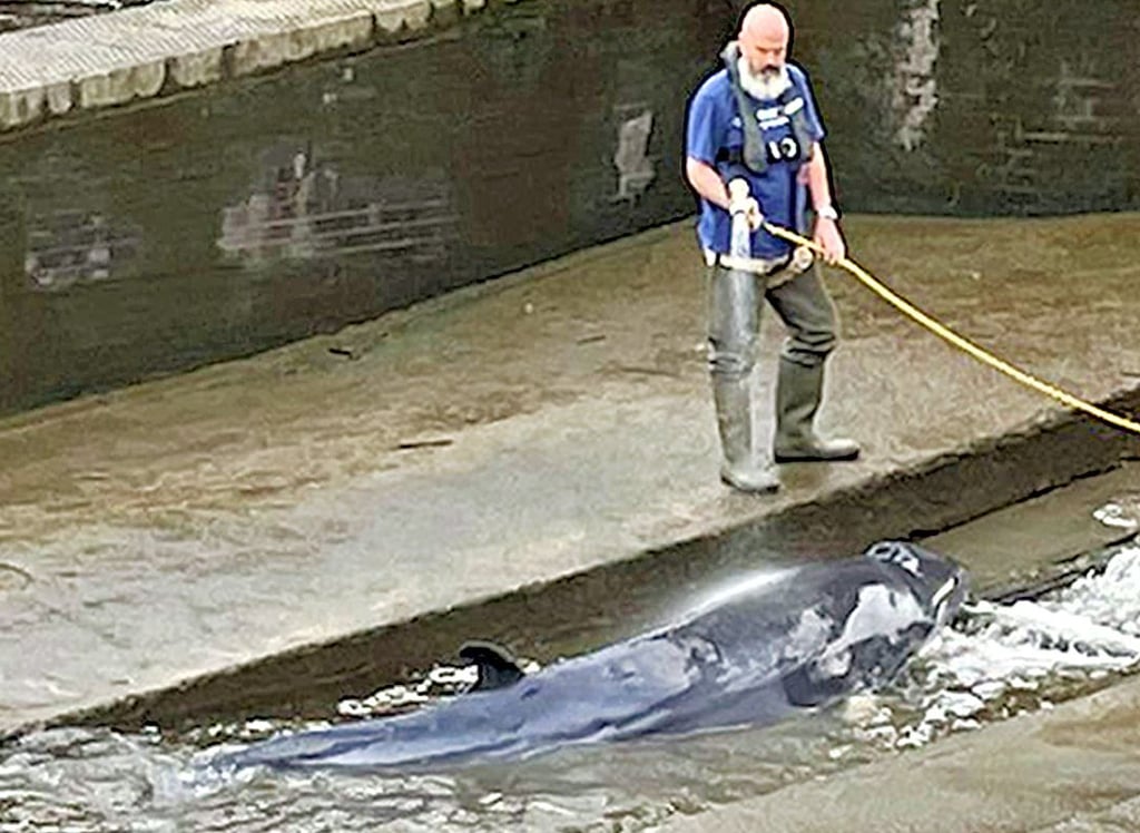 Ein Helfer bespritzt den in der Schleuse gefangenen Wal mit Wasser, um dessen Haut zu schützen.