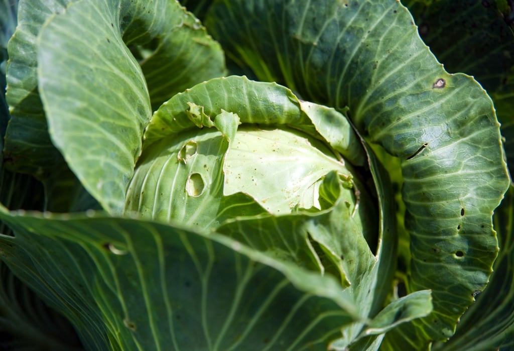 Die Maden der Kohlfliege fressen die Wurzeln der Kohlpflanzen und verhindern, dass ein Kohl so prächtig heranwächst.