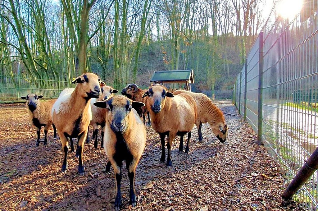 Im Tierpark Walbeck sind viele tierische Begegnungen möglich. 