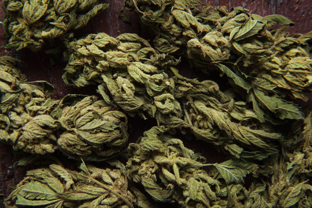 Cannabis.