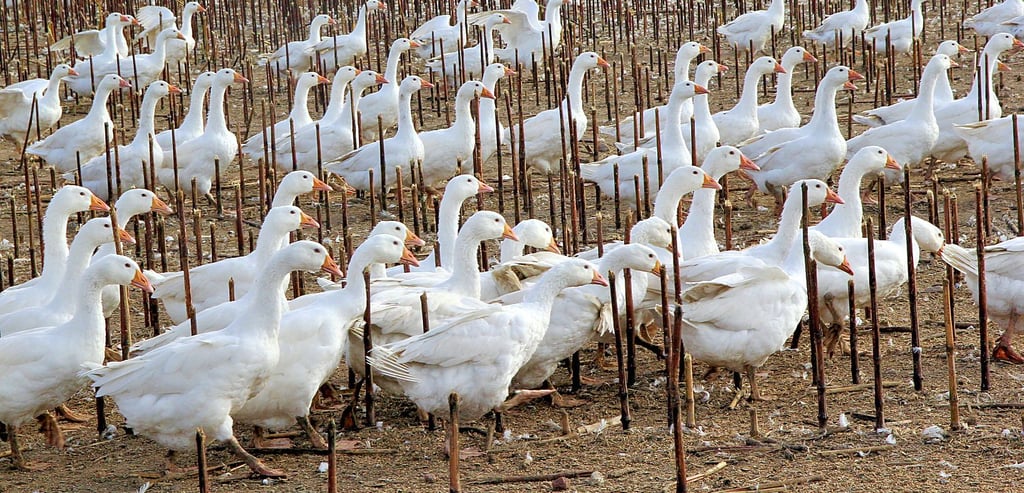 Am Ortsrand von Deetz gehörte die Freilandgänsehaltung viele Jahre zum Ortsbild. Seit vier Jahren ist sie vom Landkreis untersagt, der betroffene Landwirt will sich vor Gericht dagegen wehren.