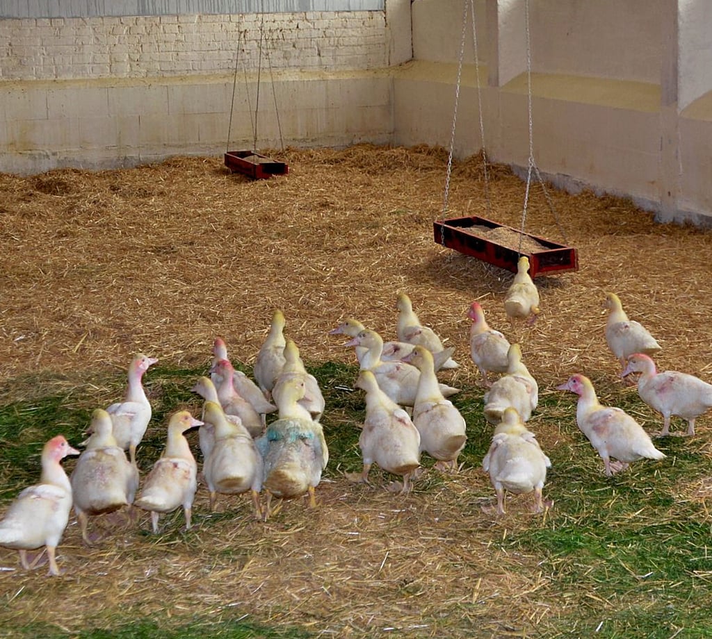 Die drei Wochen alten Flugentenküken können sich auch schon Grünfutter schmecken lassen.