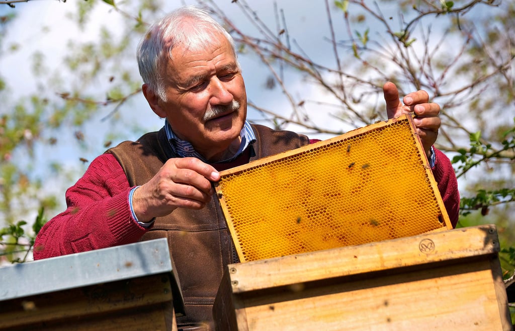 Imker Ernst Zittau kümmert sich in seinem Garten in Halle um seine Bienen.