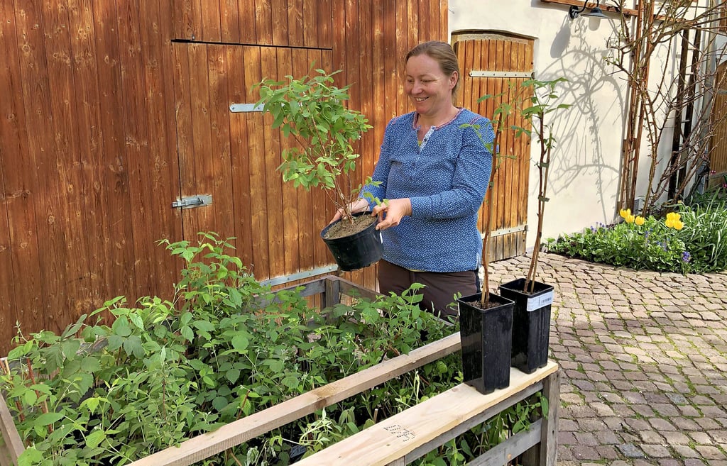 Anett Hofmann ist die neue Inhaberin des Hofcafés in Kriechau. Für ihre Produkte baut sie Pflanzen selbst an. Hier begutachtet sie eine Maibeere.