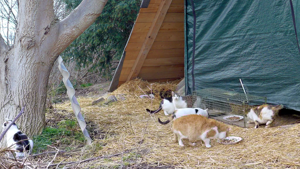 An Futterstellen wie diesen hat der Tierschutzverein viele Katzen fangen können, um sie beim Tierarzt kastrieren zu lassen.