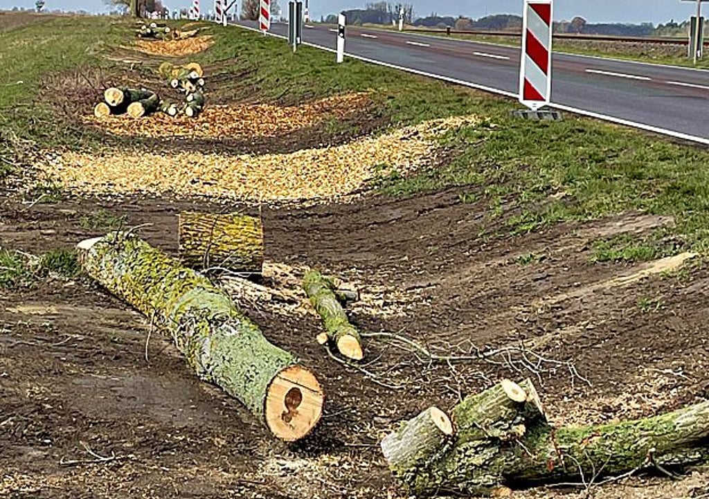 Gefällte Bäume an der B 246 bei Zeppernick.