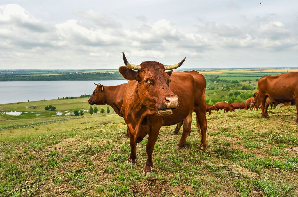 Die Rinderbeweidung auf der Klobikauer Halde hat viele Vorteile für Mensch und Natur.