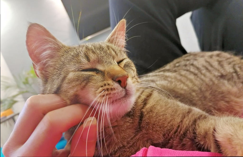 Kater Moe wurde in Strenzfeld vergiftet.
