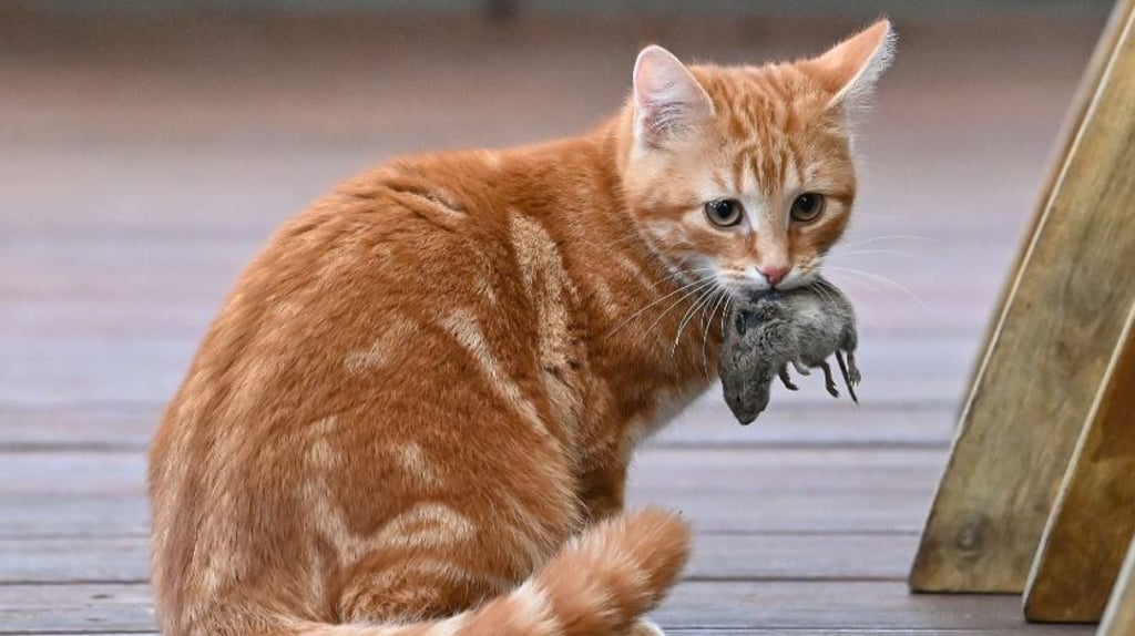 Meistens spielen die Katzen noch eine ganze Weile mit ihrer Beute, bevor diese dann endgültig als Nahrung dient.