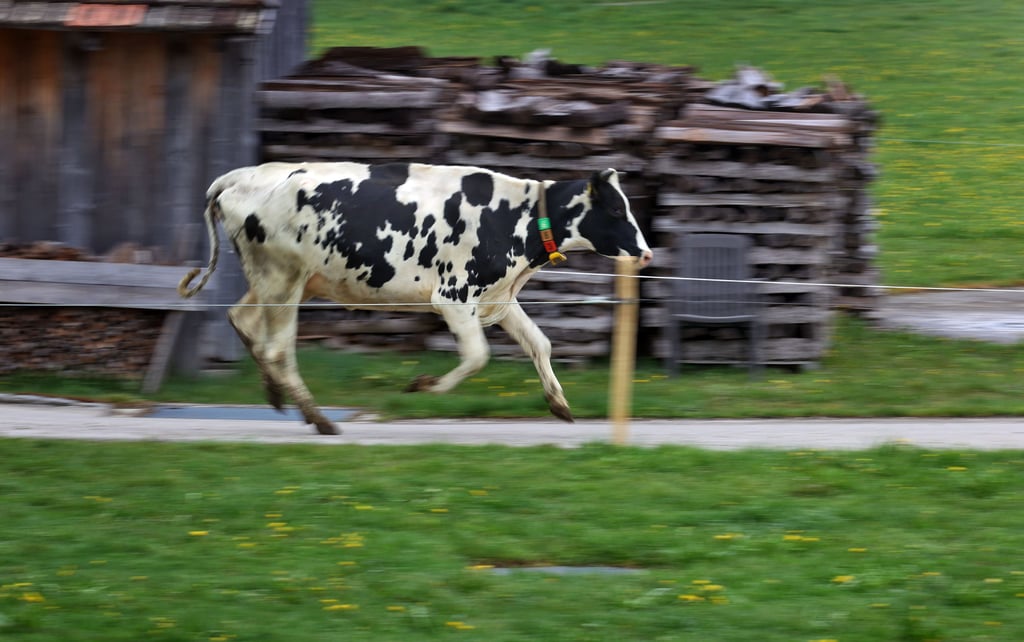 Die Kuh war mit drei Artgenossen ausgebüxt.