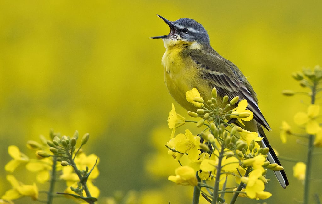 Die Schafstelze kommt aus der Familie der Stelzen und Pieper. Beobachtet wurde sie beim Birdrace.