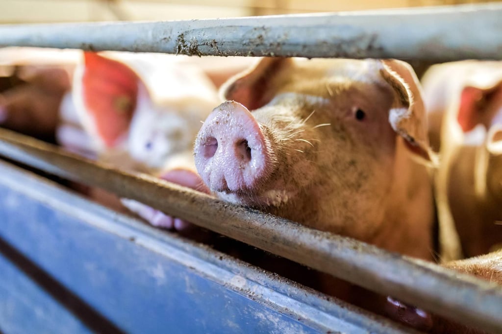Schweine im Stall