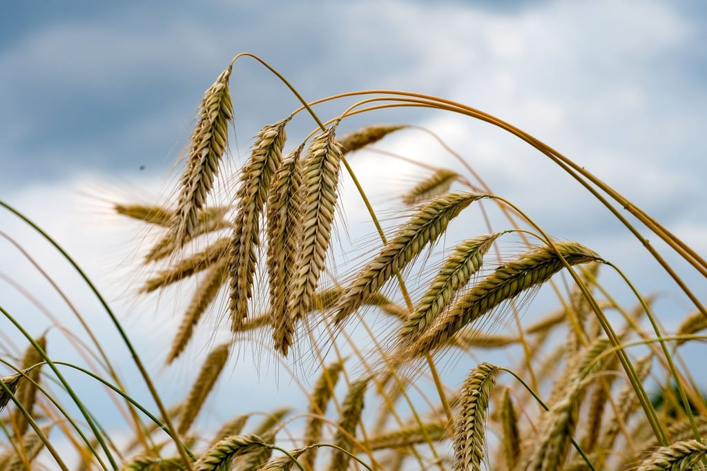 Weizenähren wachsen auf einem Feld der Agrargenossenschaft Ranzig in Brandenburg.